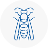 Studham Wasp Nest Removal